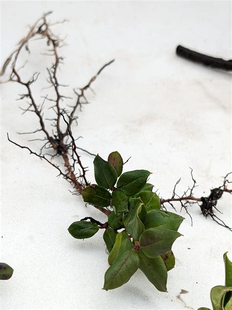 Rooting Luma Apiculata Cuttings General Fruit Growing Growing Fruit