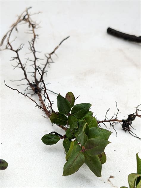 Rooting Luma apiculata cuttings - General Fruit Growing - Growing Fruit