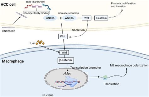 New Insights Into Checkpoint Inhibitor Immunotherapy And Its Combined Therapies In