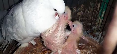 How Pigeons Feed A Newborn Pigeon Pigeon Feeding Babies Video Dailymotion