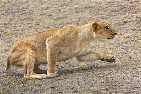 Lioness Hunting stock photo. Image of lion, eyes, africa - 14513872