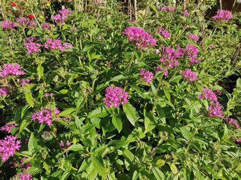 How to Propagate Pentas from Cuttings