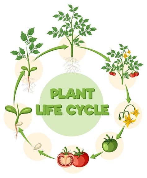 Premium Vector Life Cycle Of A Tomato Plant Diagram