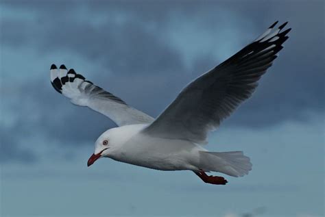 Silver Gull Tony Keene Birds