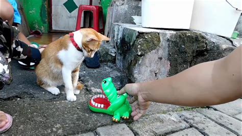 Kucing Vs Buaya Mainan Kucing Dan Mainan Lucu Digigit Mainan Buaya