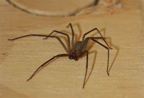 Are There Brown Recluse Spiders In Southern California Information