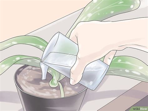 C Mo Cultivar Vainilla Pasos Con Fotos Wikihow