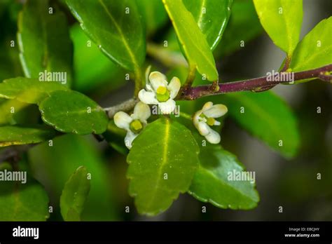 Yaupon Ilex Vomitoria In Bloom At Corolla Hi Res Stock Photography And