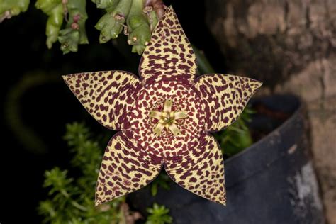 Carrion Stapelia Flower: Tips on Growing & Caring for the Cactus Starfish Plant