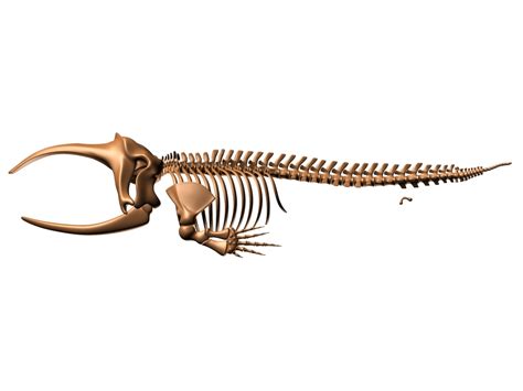 Bowhead Whale Skeleton 3d Model 79 Obj Max Free3d