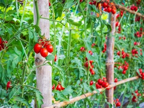 Crescimento De Plantas Frescas De Tomates Vermelhos Maduros Em Um