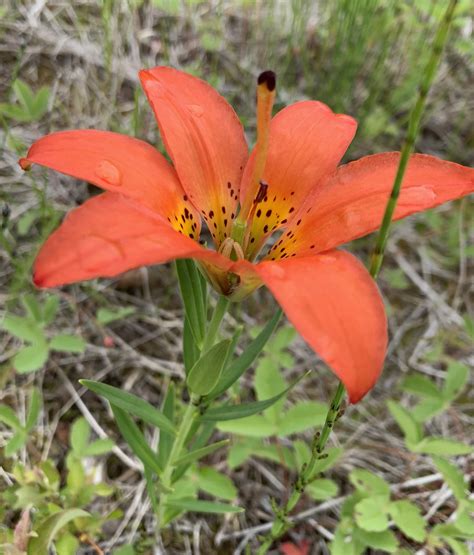 western red lily gardening  usask college  agriculture
