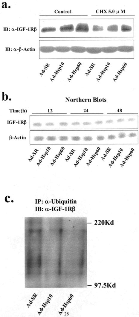 Hsp10 And Hsp60 Regulated Igf 1 Receptor Protein Through Download