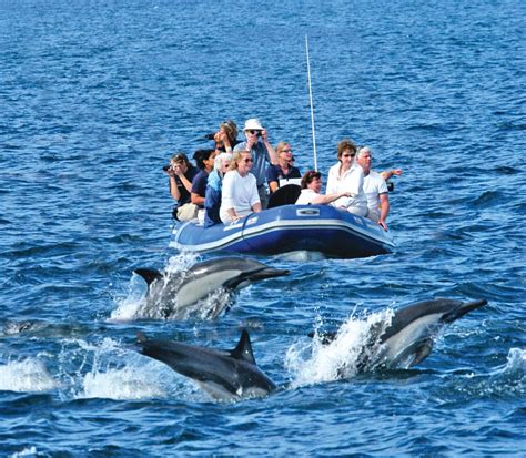 United States Safaris Where To See American Wildlife Cnn