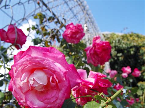 【花だより】2021年10月20 日現在 秋バラの開花状況 小田原フラワーガーデンのバラ園 アクセスと駐車場 神奈川県小田原市 カタスミ日記