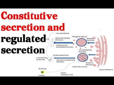 Secretion Pathway