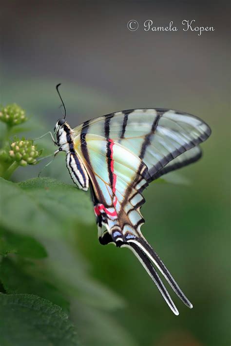 Zebra Swallowtail Protographium Marcellus Pamela Kopen Flickr