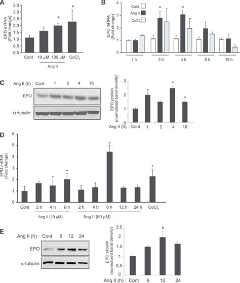 Ang Ii Induces Both Mrna And Protein Levels Of Epo In Vivo And In