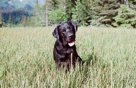 What Color Labrador Is Best A Guide To Main Lab Colors Labrador Wise