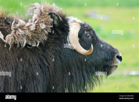 Musk Ox In Profile Stock Photo Alamy