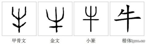 “牛”字从甲骨文、金文、大篆、小篆、隶书、草书的演变过程是什么？ 百度知道