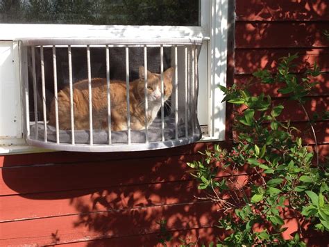 The Cat Solarium Penthouse Package Cat Solarium The Cat Window Box Catio Cat Balcony