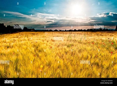 Grass field with poppies Stock Photo - Alamy