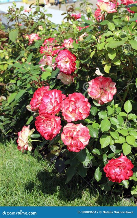 Original Variety Of Roses Used In Park Landscape Design Stock Image