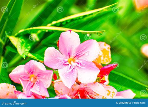 Borboleta Numa Flor De Hibisco Vermelha Imagem De Stock Imagem De