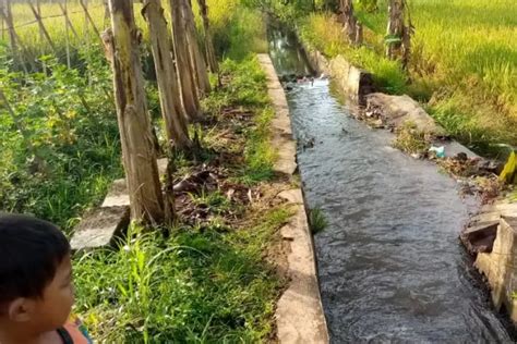 Saluran Irigasi Ciputri Subur Di Sadananya Ciamis Jebol Dan Merendam