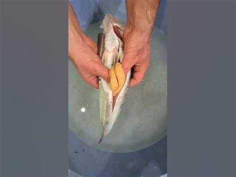 ЩУКА и СУДАК_МАЛЁК и ИКРА #щука #судак #рыбалка #fishing #рыбалка2023 ...