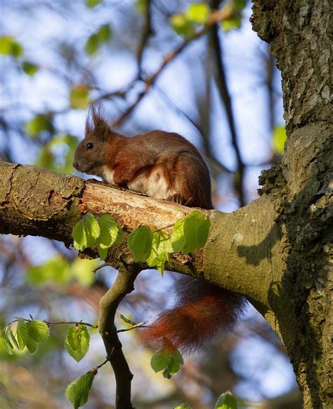 Eichhörnchen Tier Natur Kostenloses Foto auf Pixabay Pixabay