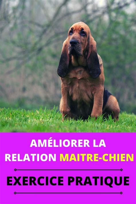 Améliorer Sa Relation Avec Son Chien Mon Exercice Pratique Maitre