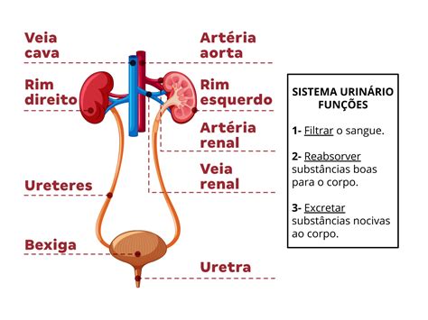 Sistema Urinario Mapa Conceptual Images The Best Porn Website