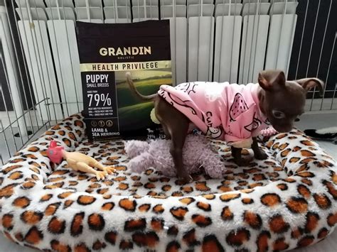 Корм для собак Grandin holistic: отзывы и разбор состава - ПетОбзор