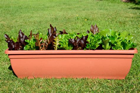 Growing Lettuce In Containers An Easy Guide Growfully