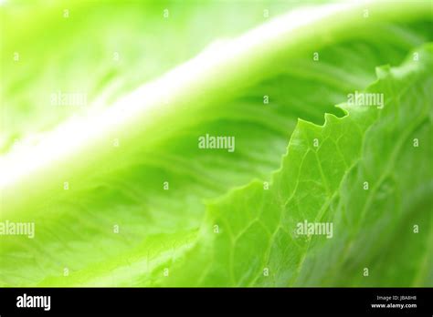 Lettuce Texture Close Up Stock Photo Alamy