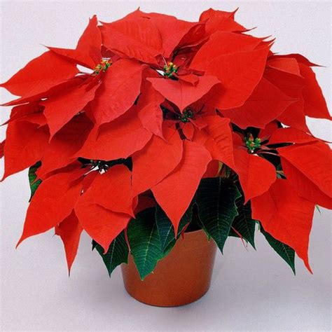 Poinsettia Flor De Pascua Caja 10 Unidades — Floresfrescasonline