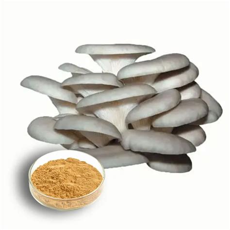 Oyster Mushroom Extract Powder Manufacturers Oyster Mushroom Extract