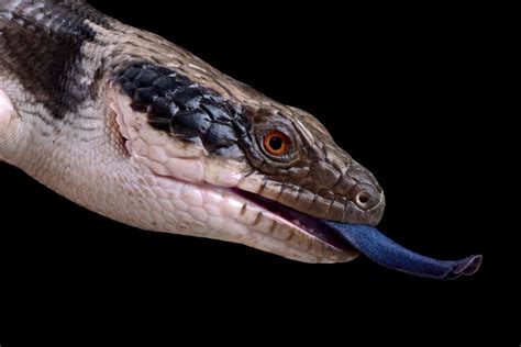 Blue Tongue Skink Care: The Complete Guide | Reptile Advisor