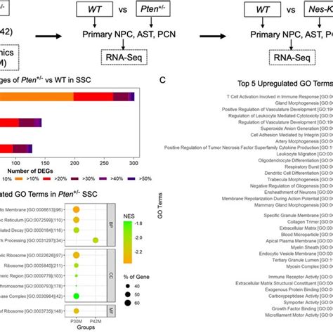 Transcriptomic Analysis Of Pten Knockout Primary Neural Cells Uncovers