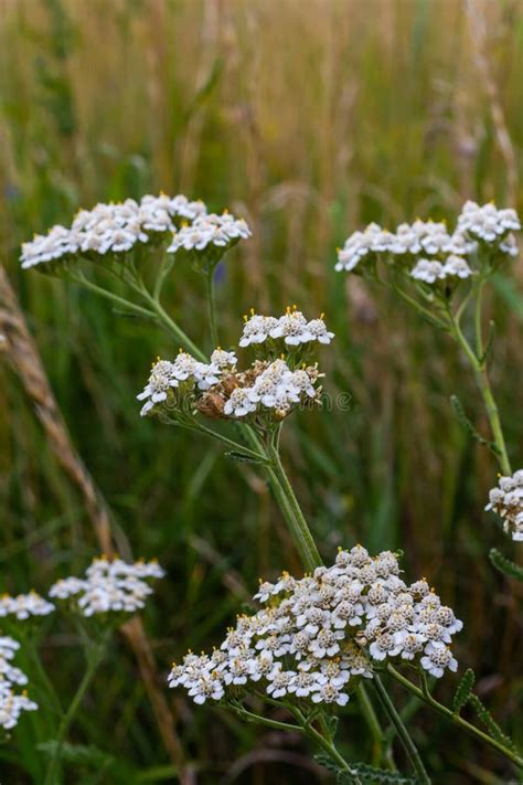 Common Yarrow Achillea Millefolium White Flowers Close Up Floral