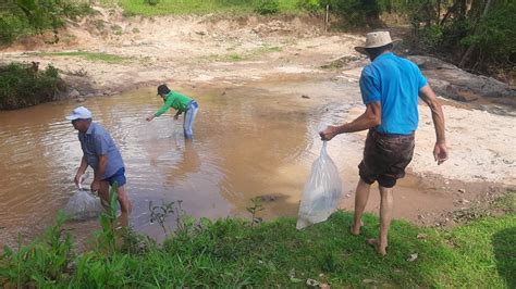 30 mil peixes ameaçados de extinção codevasf faz novo peixamento