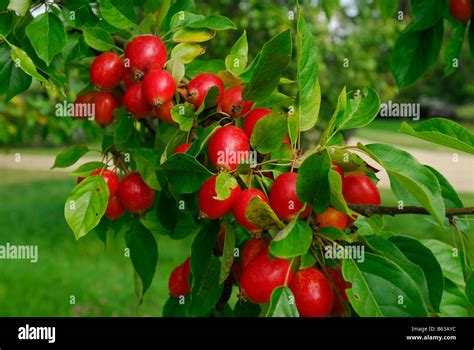 Manzanas De Cangrejo Malus Uk Fotograf As E Im Genes De Alta Resoluci N