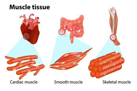 Types Of Muscle Tissue Worksheet