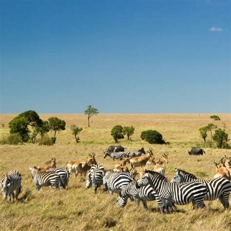 7 Days Of Lewa Maasai Mara Fly In Safari Kiboko Kenya Safaris