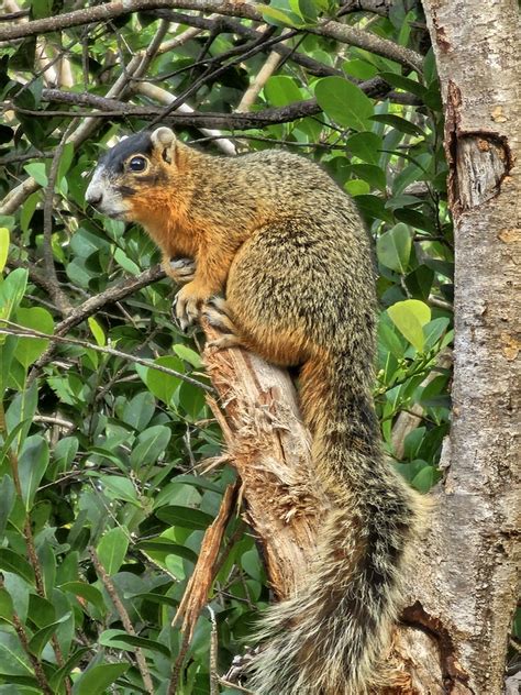 Big Cypress Fox Squirrel From Jerome Fl 34141 Usa On February 9 2024