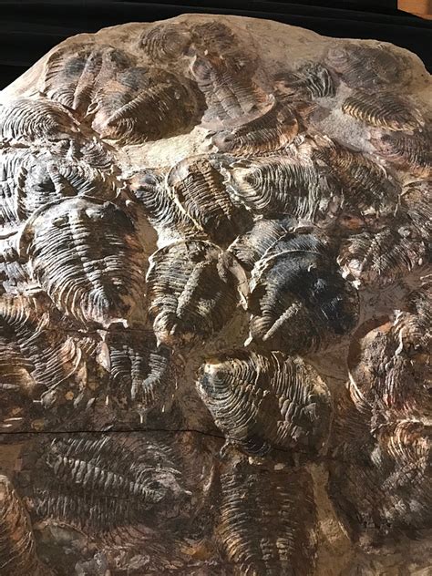 Wyoming Dinosaur Center | Natural Atlas