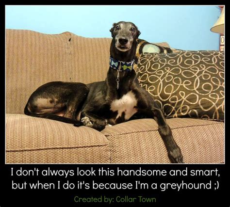 89 Best Greyhound Memes And Funny Greyhound Pics Images On Pinterest