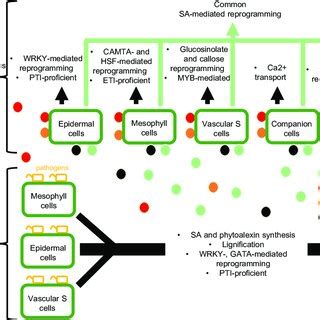 Model Of Transcriptional Defense Reprogramming At The Cell Type Level